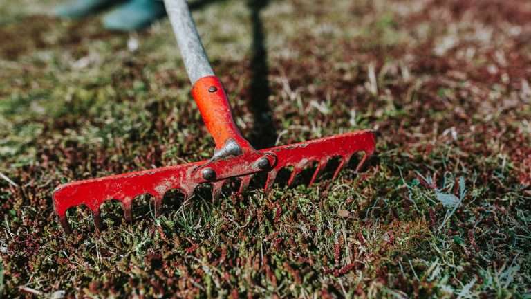 Come realizzare un prato