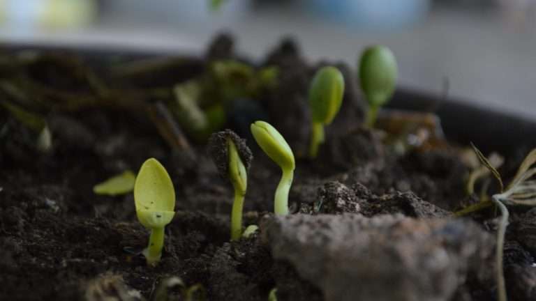 Concime ternario universale con microelementi