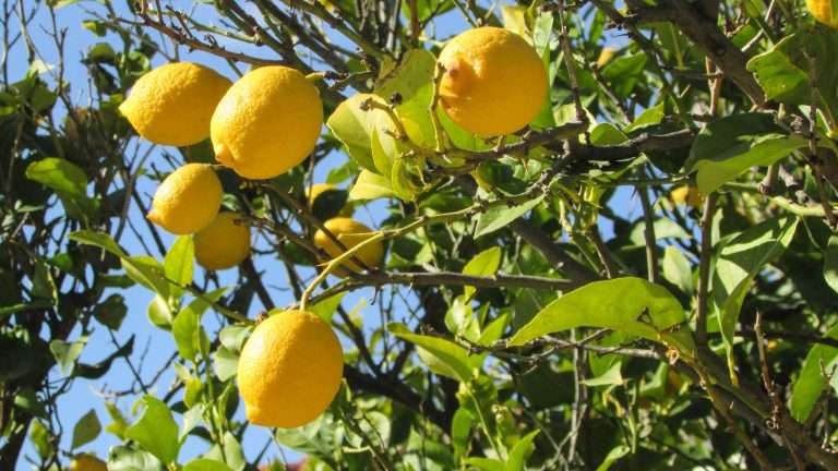 Un originale staccalimoni