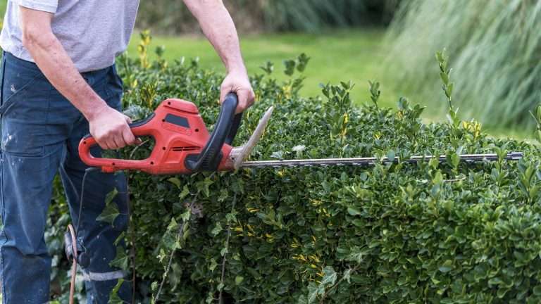 Curare il giardino: alcuni consigli utili