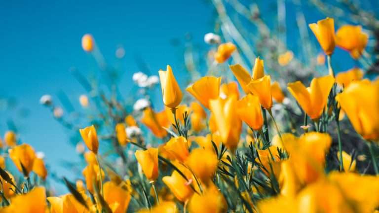 Come arredare un giardino: idee e consigli pratici