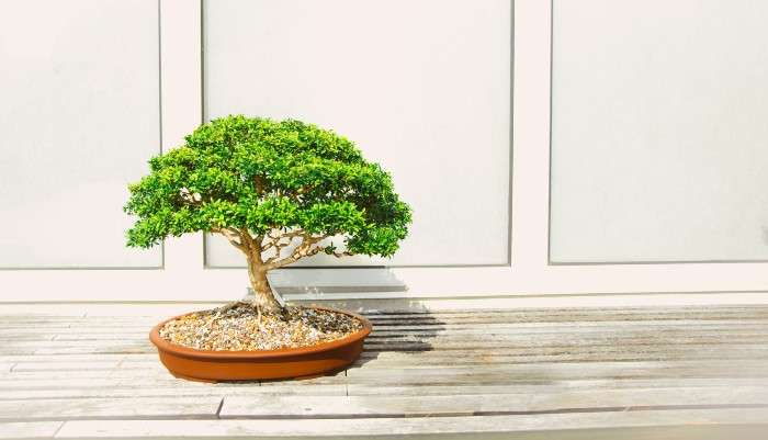 Bonsai storia