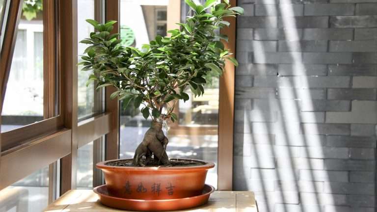 Come curare un bonsai: migliori prodotti e consigli utili