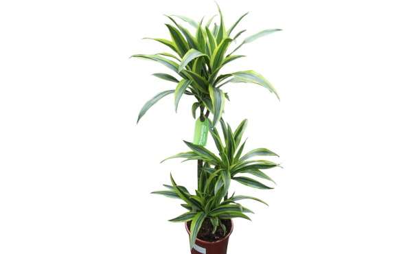 Dracaena