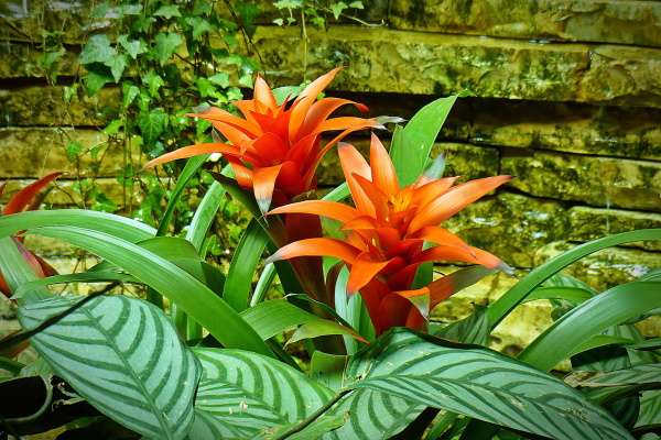 Guzmania