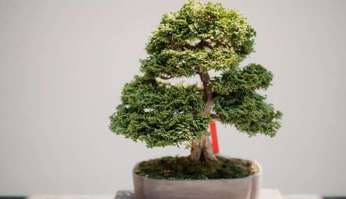 Tipi di bonsai