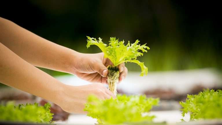 Idroponica fai da te: sistemi e prodotti per una coltivazione in casa