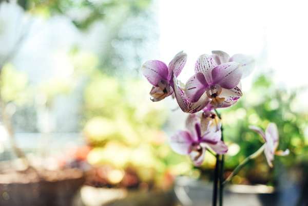 Orchidee