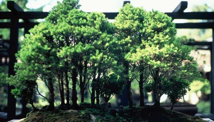 Bonzai Posizione e luce