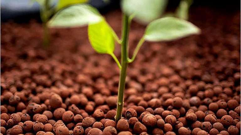 Argilla espansa: come usarla per piante e giardinaggio