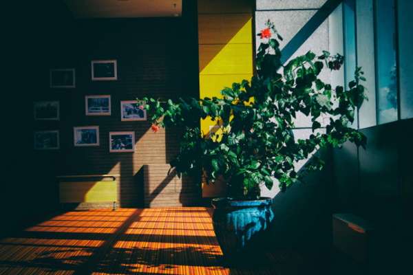 piante appartamento poca luce