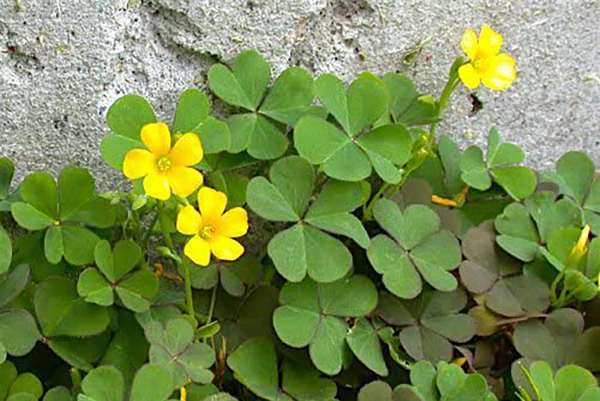 Acetosella Acetosella