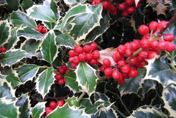 Agrifoglio Agrifoglio