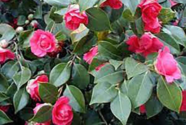 Camelia Camelia
