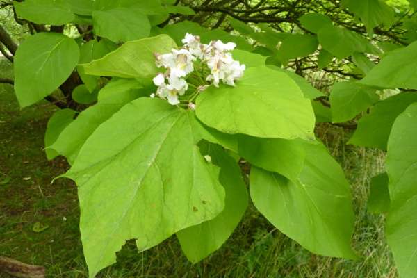 Catalpa Catalpa