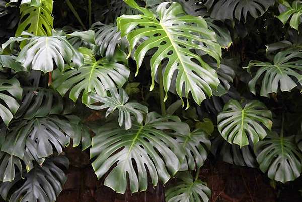 Filodendro Filodendro