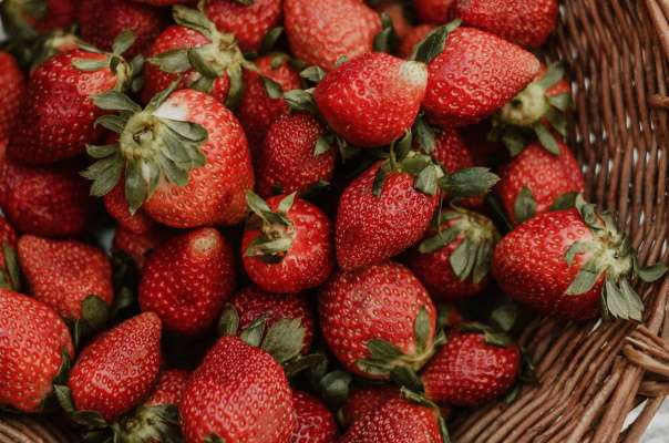 Fragole-manutenzione Fragole-manutenzione