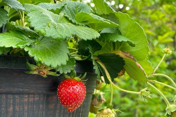 Fragole-vaso Fragole-vaso