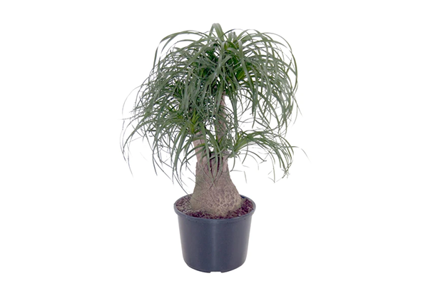 Pianta Mangiafumo Pianta Mangiafumo