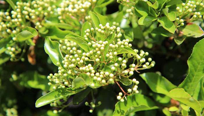 Pyracantha Pyracantha