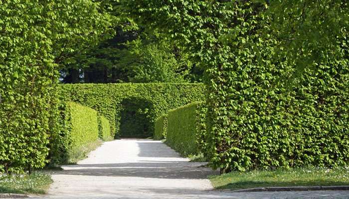 Siepe con arco Siepe con arco