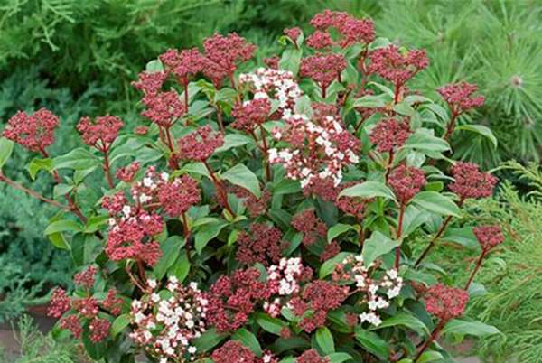 Viburnum thinus Viburnum thinus