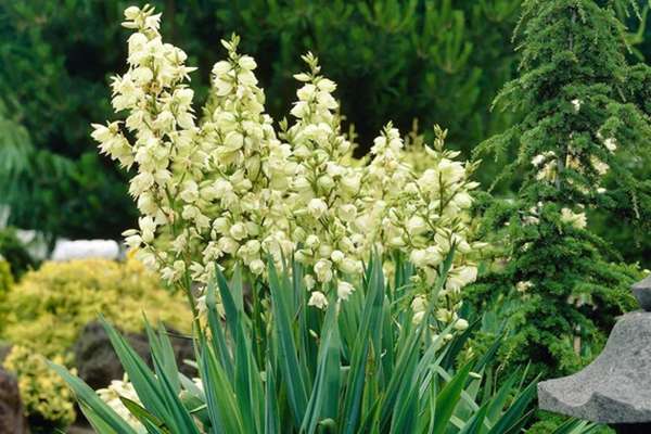 Yucca Yucca