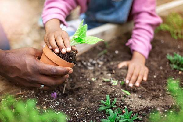concimi e fertilizzanti concimi e fertilizzanti