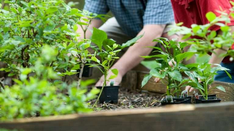 Come scegliere il concime migliore per piante e prato