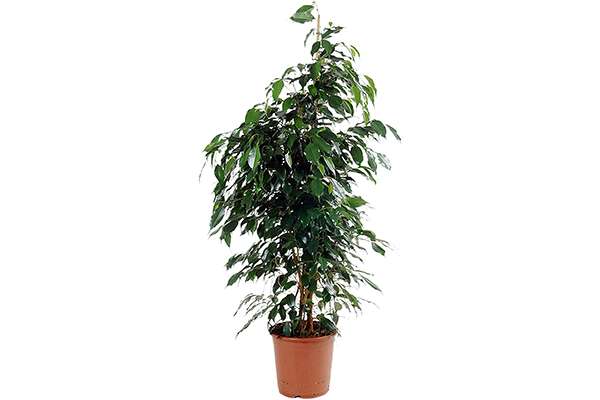 ficus benjamin ficus benjamin
