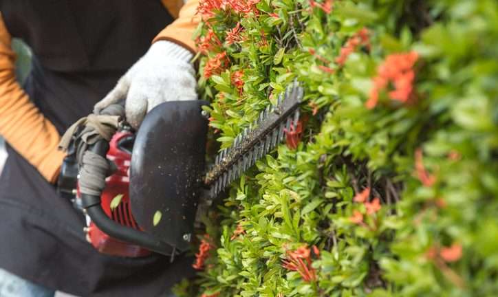 manutenzione siepe manutenzione siepe