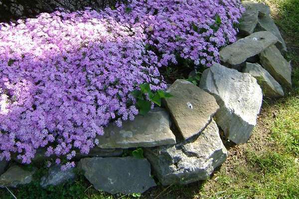 realizzare un giardino roccioso realizzare un giardino roccioso