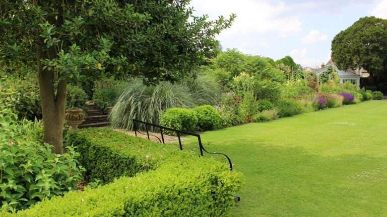 Piante da siepe sempreverdi: quale scegliere per giardino e vaso (guida e prezzi)