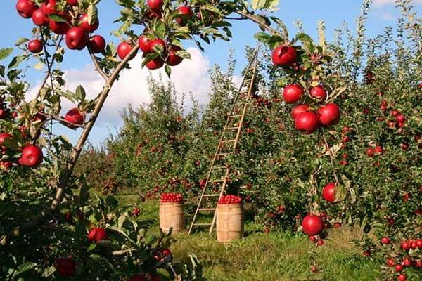 concimi per orto frutteti