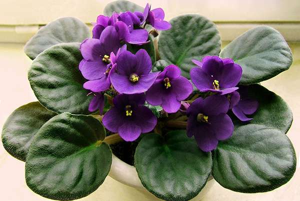 violetta africana violetta africana