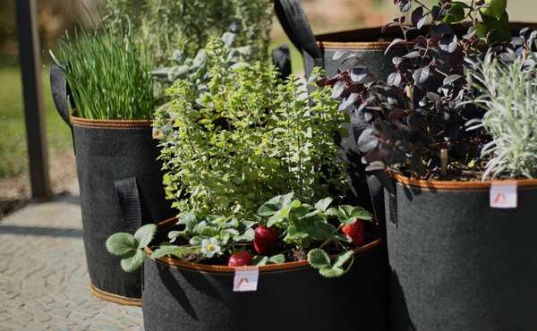 Amazy Sacchi per piante Amazy Sacchi per piante