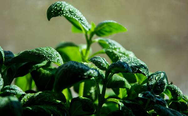 basilico coltivazione basilico coltivazione