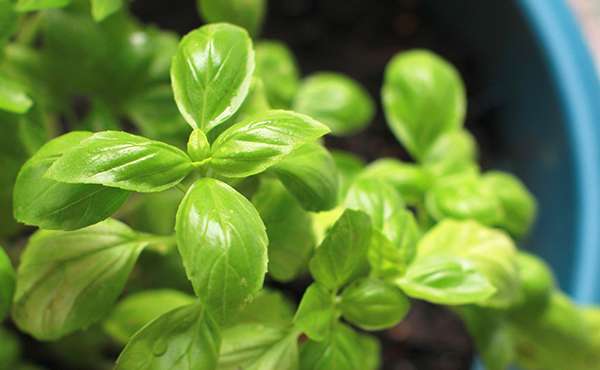 basilico basilico