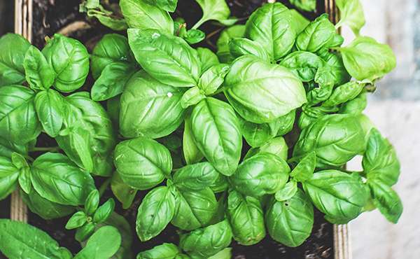basilico benefici basilico benefici