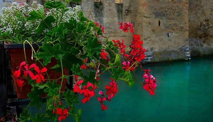 geranio edera pelargonium peltatum