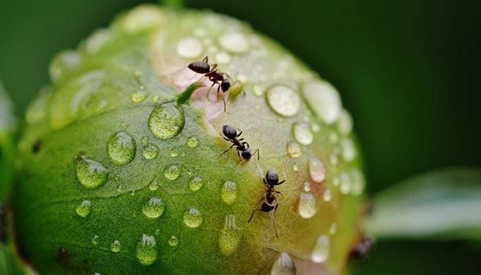 Formiche orto