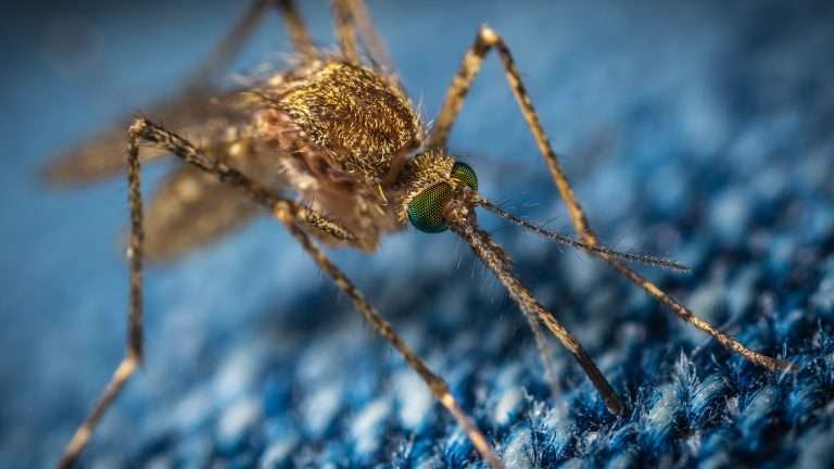 Come allontanare le zanzare da casa, rimedi e suggerimenti