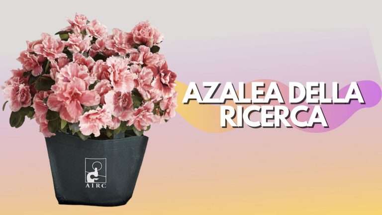 AIRC: una Azalea come regalo per la mamma