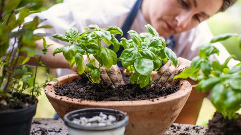 Guida alla coltivazione del basilico in vaso sul balcone