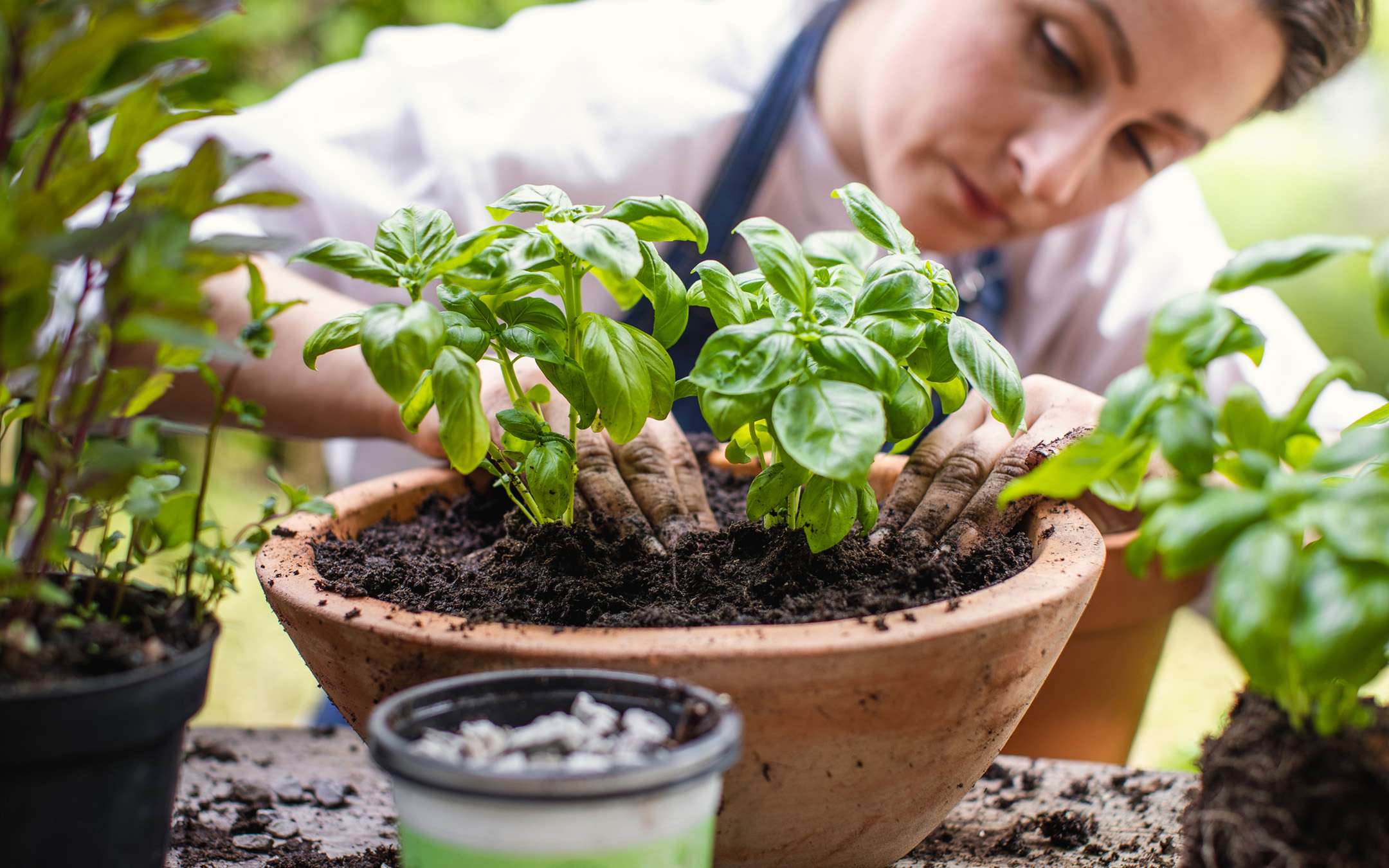 Guida alla coltivazione del basilico in vaso sul balcone
