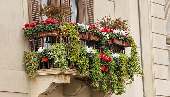 Fiori da balcone estivi