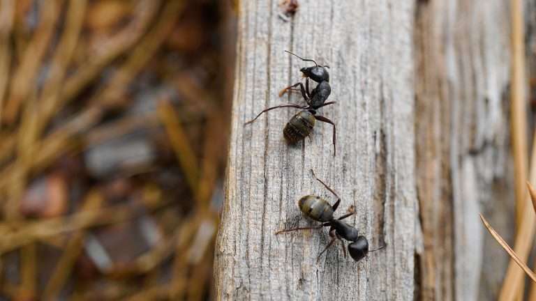Formiche come eliminarle