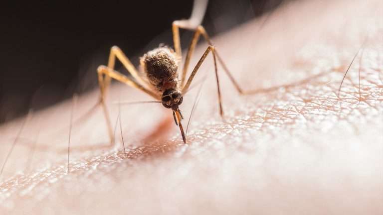 Come allontanare le zanzare con rimedi naturali?