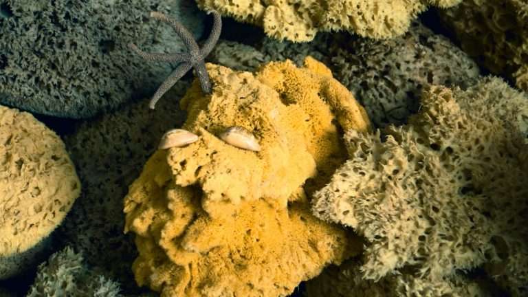 Pittura spugnata: guida alla spugnatura del muro