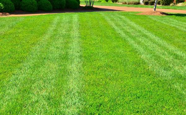 Prato verde Prato verde